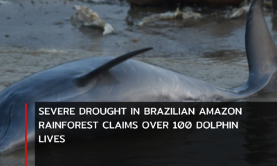 More than 100 dolphins have died as a result of a severe drought in the Brazilian Amazon forest in the last week.