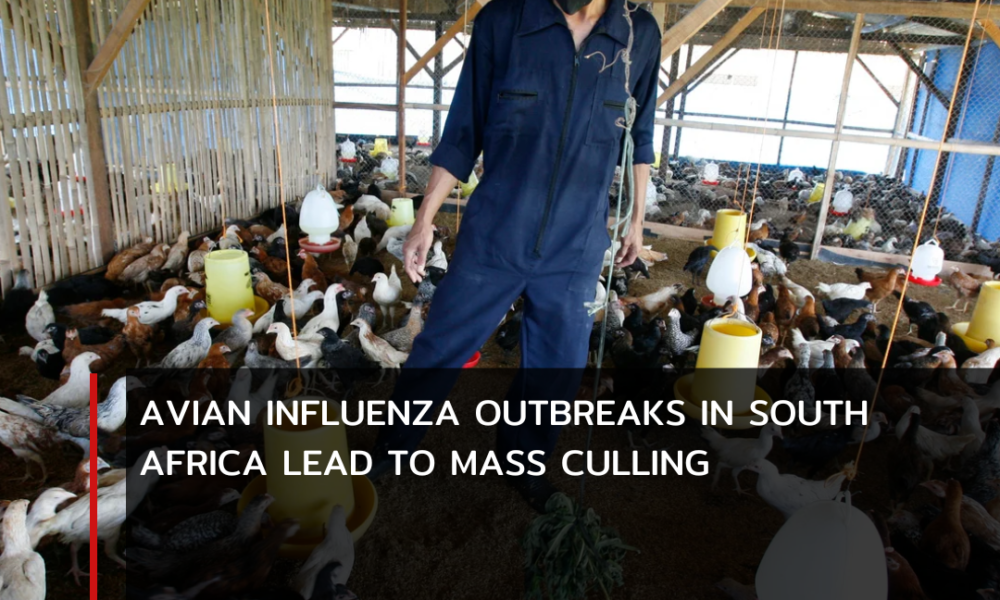 South Africa has taken extreme measures to contain numerous avian influenza outbreaks, culling roughly 2.5 million hens.