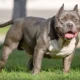 A few 4,000 American bully XL owners have applied for exemption from an upcoming ban - but numerous more dogs could be out there, the UK's chief vet says.