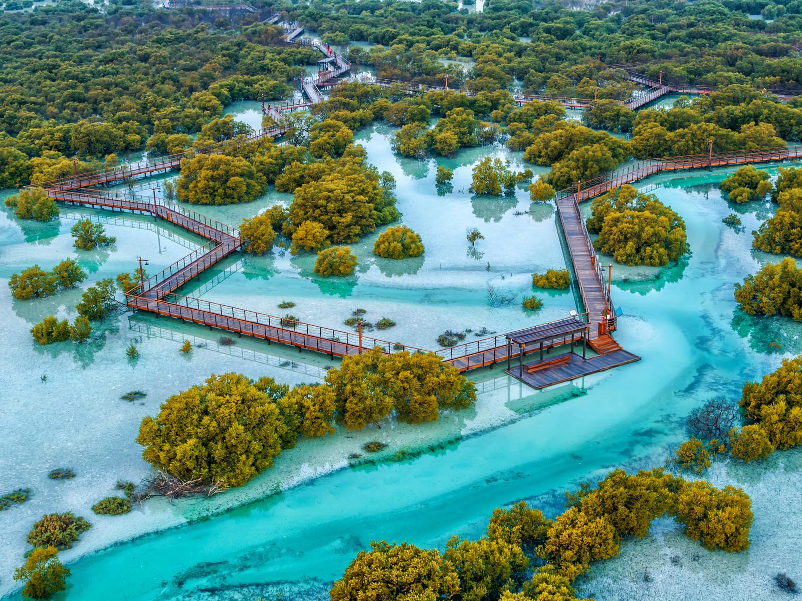 Since 2020, EAD has proudly reported a significant success in the ambitious planting of 44 million mangrove trees around the emirate.