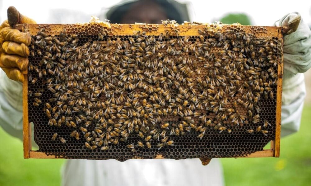 Officials say unlicensed apiaries threaten the atmosphere, economy, and the welfare of UAE's honey-producing workforce.