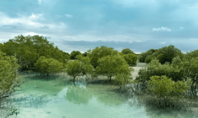 UAE's Mangrove Restoration Efforts Reach New Heights with 850,000 Mangroves Planted Along Abu Dhabi's Coastlines